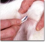 performing a skin scraping on a dog