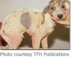 puppy with generalized demodicosis