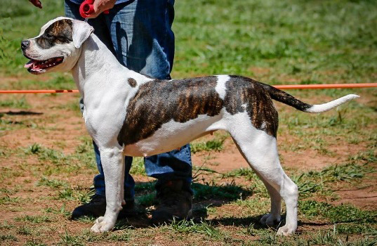 scott american bulldog kennels